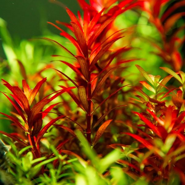 Rotala rotundifolia 'Blood Red' - Rundblättrige Rotala "Blutrot" 1-2-Grow!